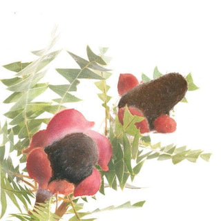 Banksia baxteri nut with red flower and green foliage