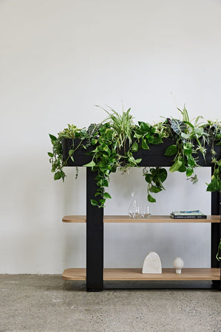 Modern shelf with plants