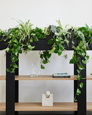 Shelf with lush greenery and decor