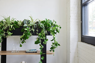 Shelf with lush green plants