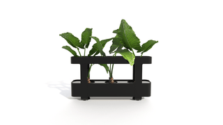 Bastien small black planter with plants, front view