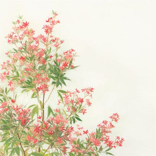 Christmas bush with pink flowers by G. Ginty