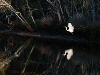 Great Egret in flight over water, by Genevieve Ginty