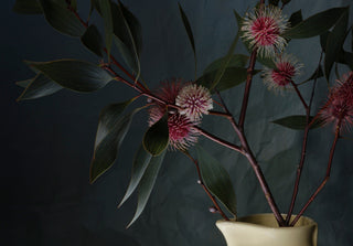 Genevieve Ginty's Hakea laurina (Pincushion Hakea)
