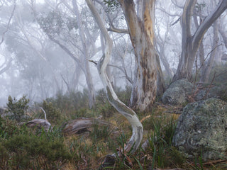 Morning fog in the Snowy Mountains by Genevieve Ginty
