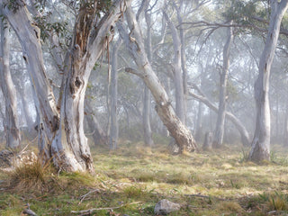 Genevieve Ginty's Morninglight in the Snowy Mountains