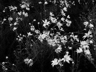 Genevieve Ginty Wild & Free flowers, 2020