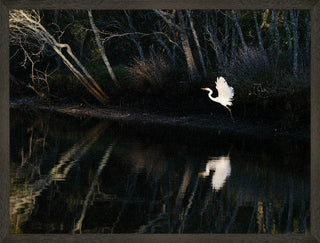 Great Egret in flight, framed in black, reflected in water