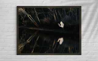 Great Egret in flight framed on wall