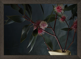 Hakea laurina (Pincushion Hakea) in a black frame.