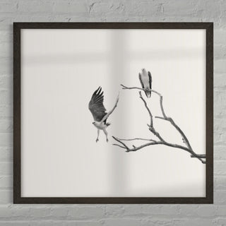 Two eagles on tree branch, one taking flight.