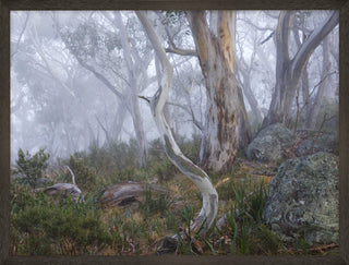 Morning fog in Snowy Mountains, framed view of trees