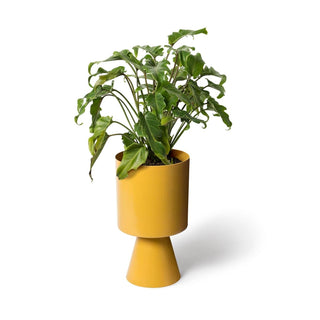 Palm Springs turmeric yellow planter with plant