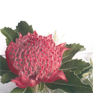 Waratah flower by G. Ginty