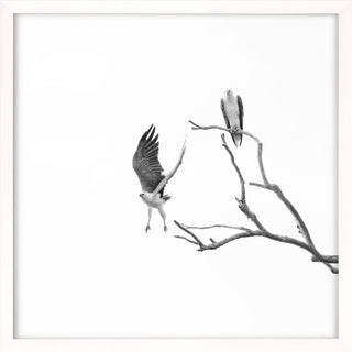 White-bellied sea eagles in white frame, black and white photo.