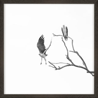 White-bellied sea eagles in black frame, one taking flight.