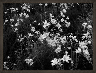 Wildflowers in black frame