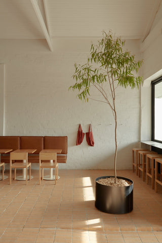 Interior with tree in a pot, seating, and a window.