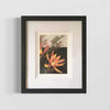 Leucadendron-1.2 framed flower art